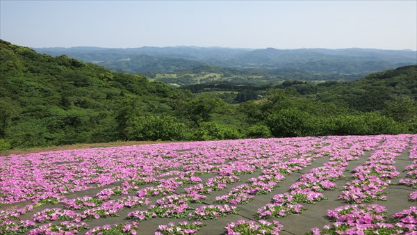 花・植物の背景画像