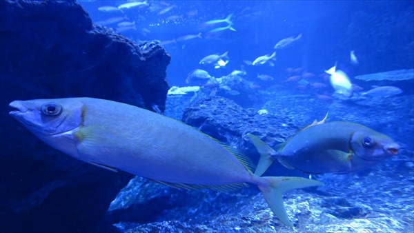 魚・水生生物の背景画像