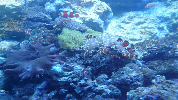 魚・水生生物の背景画像