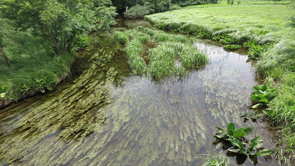 湿原・湿地(尾瀬)の背景画像