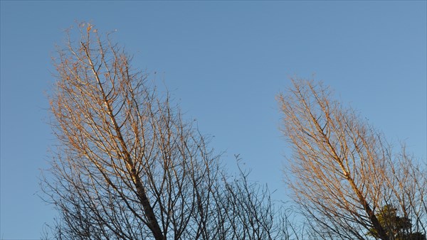 樹木・枝の背景画像