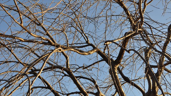 樹木・枝の背景画像
