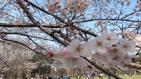 桜の背景画像