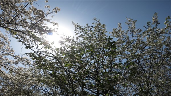 桜の背景画像