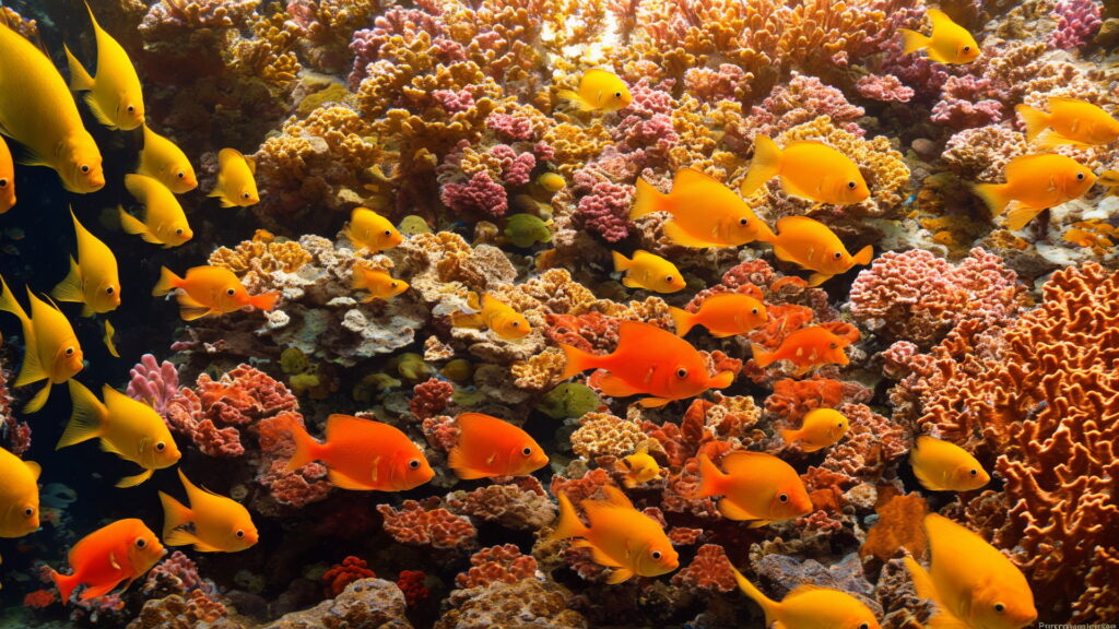 熱帯魚のZoom用バーチャル背景・壁紙